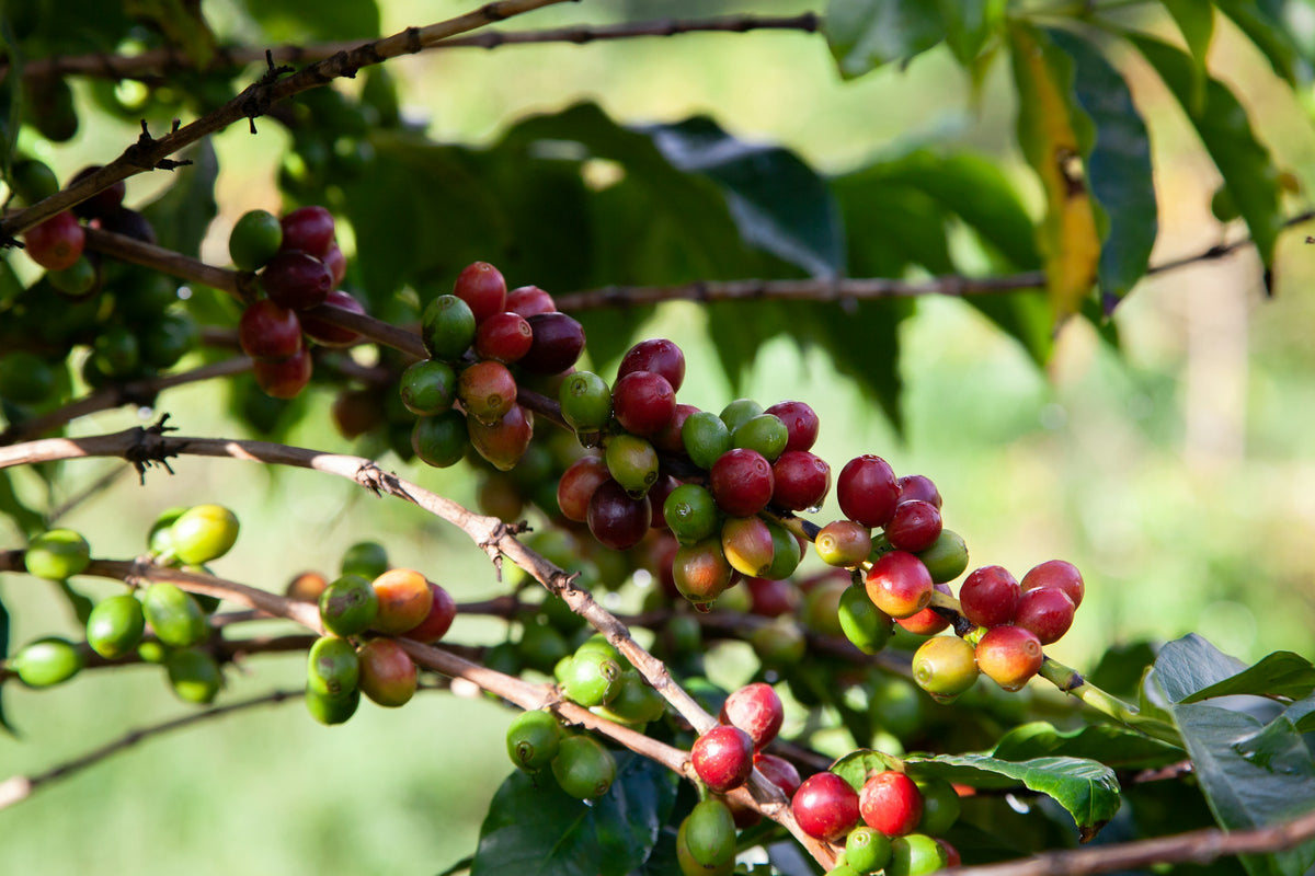 Kaffeekirschen an Kaffeepflanze