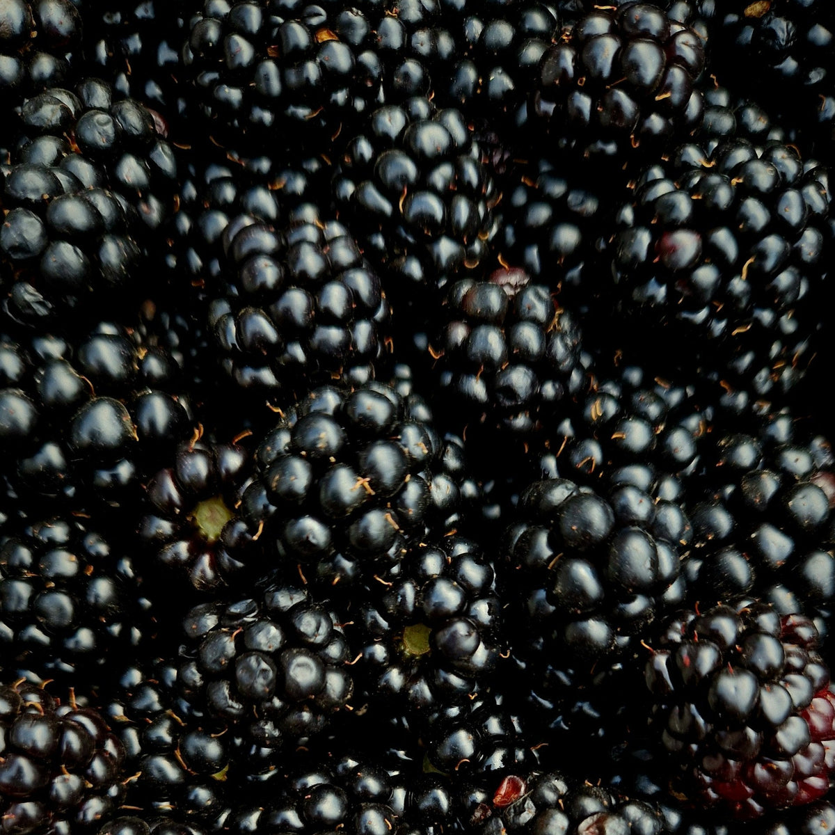 Brombeeren Note